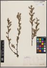 Foto von Salix aurita L.